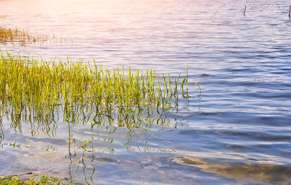 Grama verde na água do lago — Fotografia de Stock