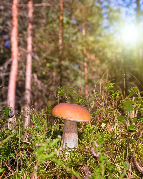 Pilz im Herbstwald — Stockfoto