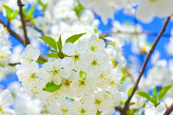 Branch of spring white fruit tree — Stock Photo, Image