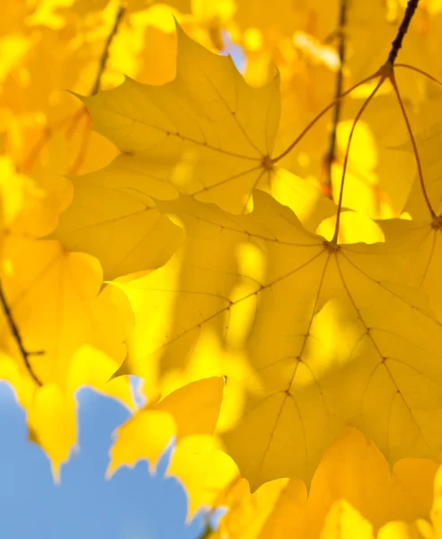 Gele bladeren van esdoorn in het park — Stockfoto