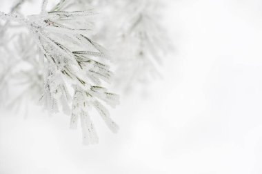 Çam ağacının dalları karla kaplı.