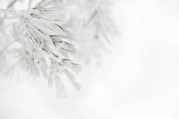 雪に覆われた松の木の枝 — ストック写真
