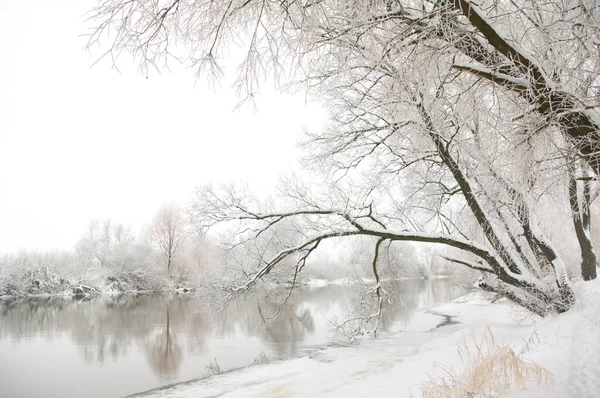 Donmuş ağaç buzla kaplı.