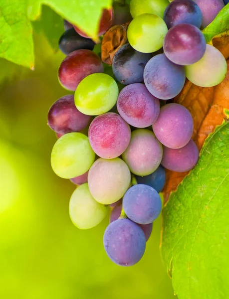 Grapes Different Colors — Stock Photo, Image