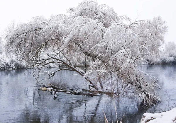 Tree Covered Snow Located Water — Stock Photo, Image