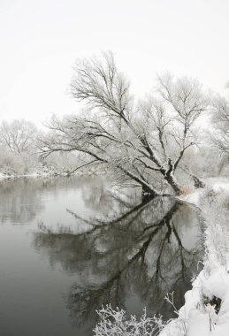 Nehirdeki ağaç karla kaplı.