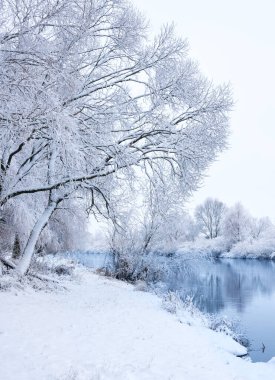 Kış mevsiminde karla kaplı ağaçlar