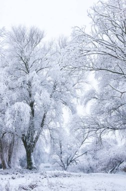 Kış mevsiminde karla kaplı ağaçlar