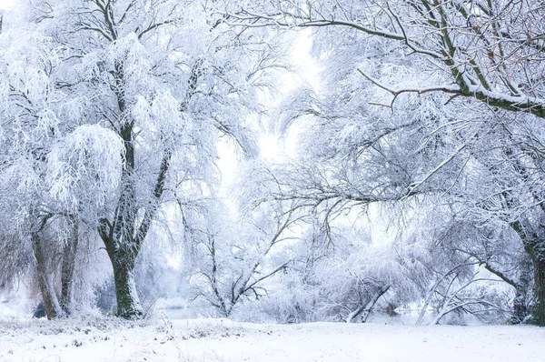 Trees Covered Snow Nature Winter Season — Stock Photo, Image