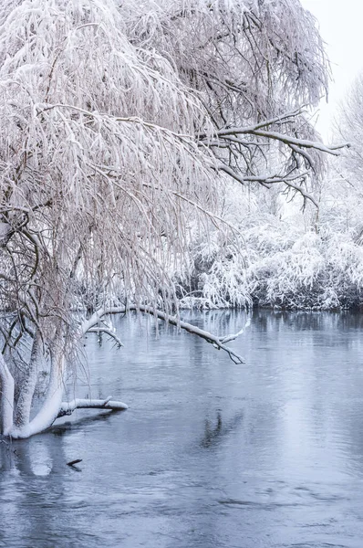 Ива Воде Покрытой Снегом — стоковое фото