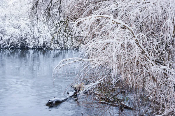 Weiden Schneebedeckten Wasser — Stockfoto