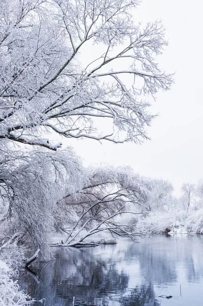 Árvores Cobertas Neve Estação Inverno — Fotografia de Stock