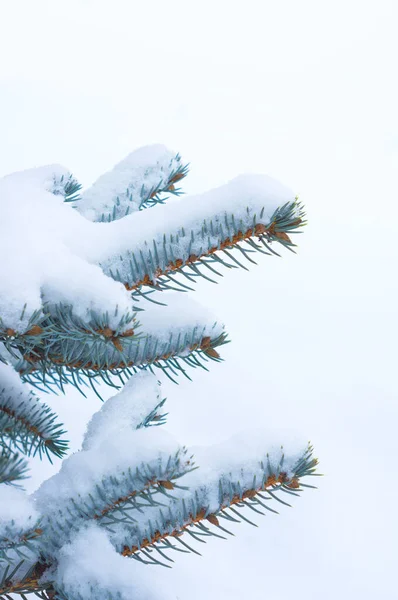 Karların Altında Mavi Ladin — Stok fotoğraf