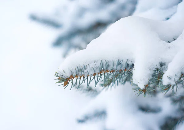 Blaufichte Unter Dem Schnee — Stockfoto