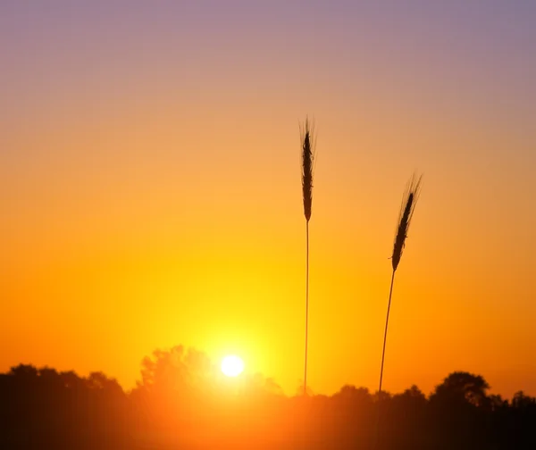 Due spighe di grano al tramonto — Foto Stock