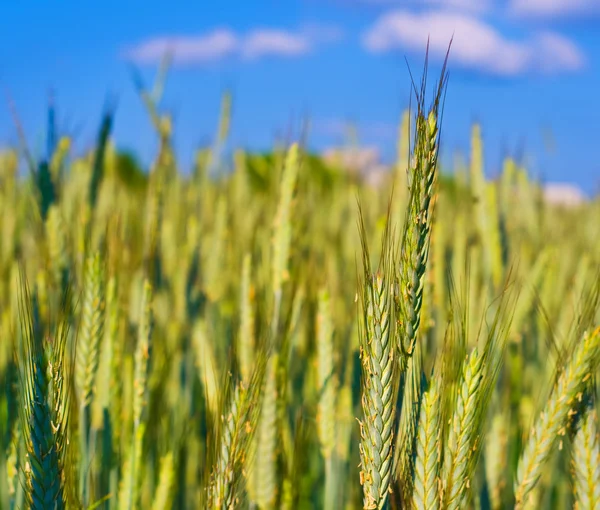 Orecchie di segale verde nel campo — Foto Stock