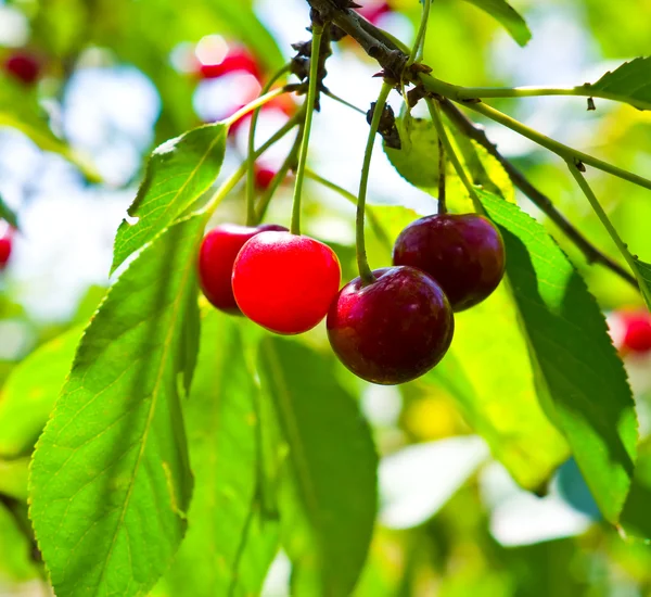 Cerejas vermelhas maduras na árvore — Fotografia de Stock