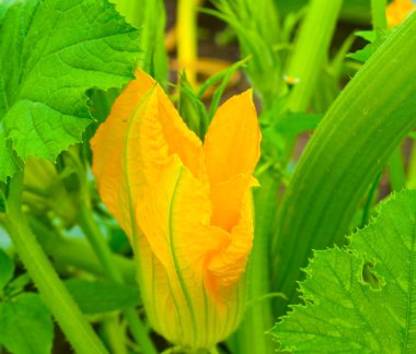 Bahçede çiçek açan balkabağı