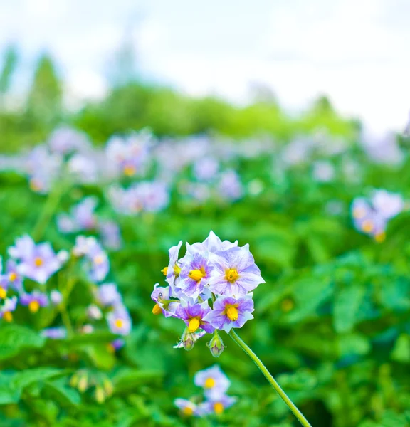 Purple flowers of potato — Stock Photo, Image