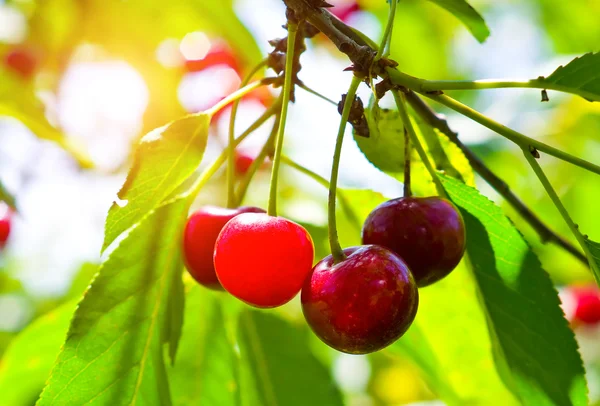 Спелые красные вишни на дереве — стоковое фото