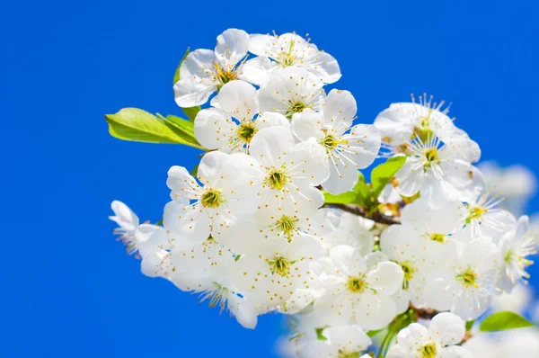 Branch of spring white fruit tree — Stock Photo, Image