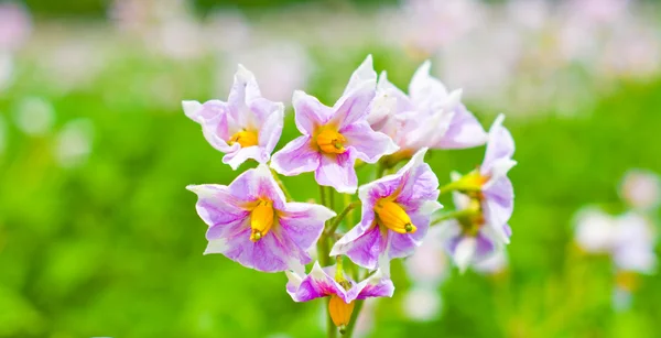 Flowering potato in the garden — Stock Photo, Image