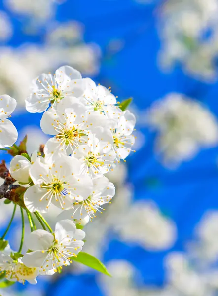 Flor de cereza en el jardín — Foto de Stock