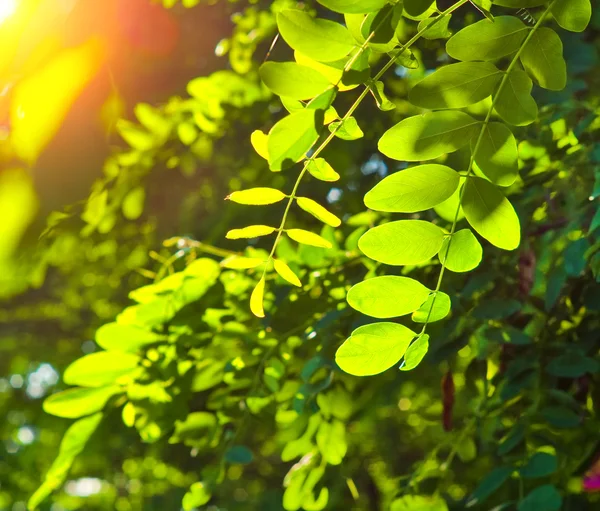 Zielone liście w ogrodzie — Zdjęcie stockowe