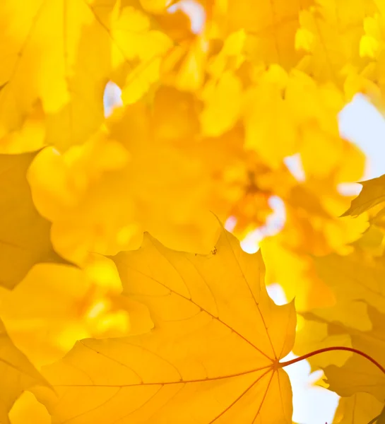 Geel blad van esdoorn — Stockfoto