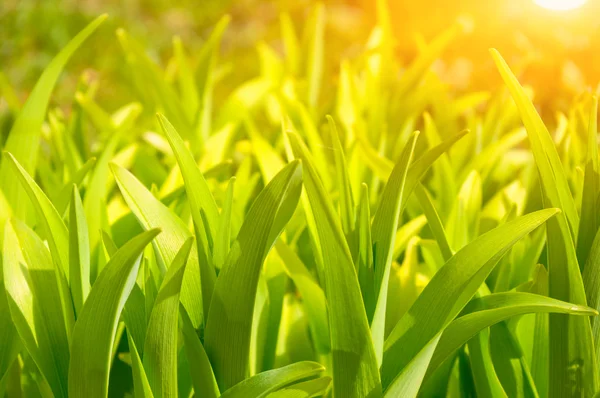 Folhas verdes no por do sol — Fotografia de Stock