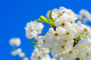 bahar beyaz meyve ağacının dalını 