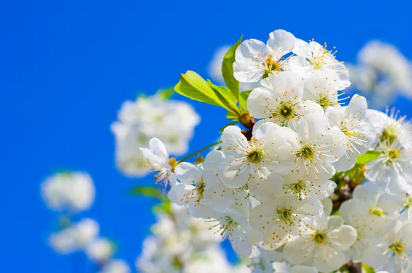 Ramo de árvore de fruto branco de primavera — Fotografia de Stock