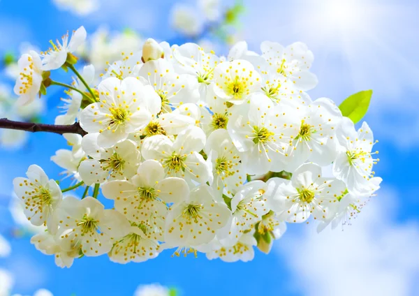 Branch of spring white fruit tree — Stock Photo, Image