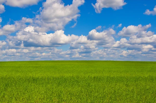 Green meadow in sunny day. Summer landscape — Stock Photo, Image