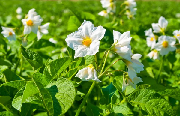 Witte bloemen van aardappel — Stockfoto