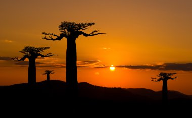 Gün batımında Baobab ağaçları Madagaskar