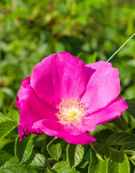 Rosa silvestre roja en el bosque — Foto de Stock
