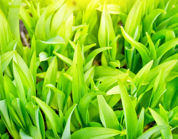 Lush green plants close up background — Stock Photo, Image