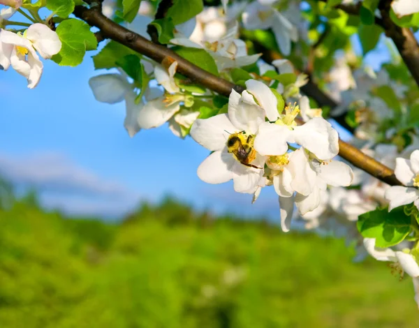 Bee collects nectar from Apple flowers — Stock Photo, Image