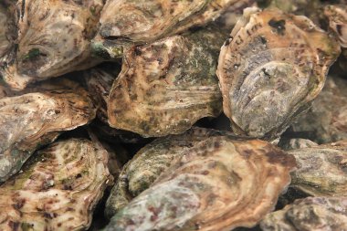 Taze istiridye kabukları