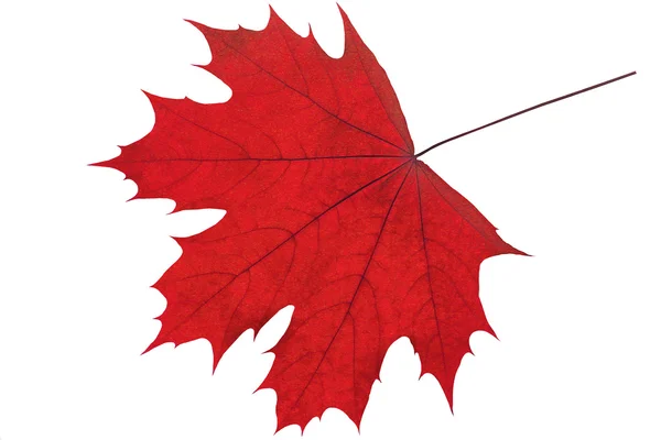 Red maple leaf — Stock Photo, Image