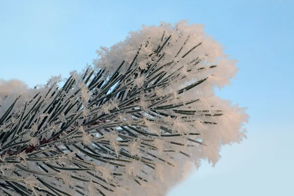 Vinter bakgrund — Stockfoto