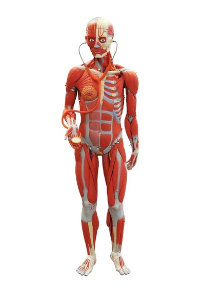 Menselijke anatomie — Stockfoto