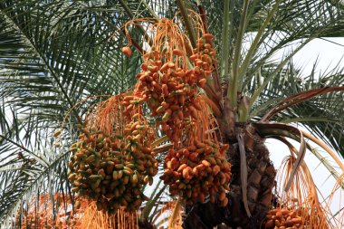  date palm clipart