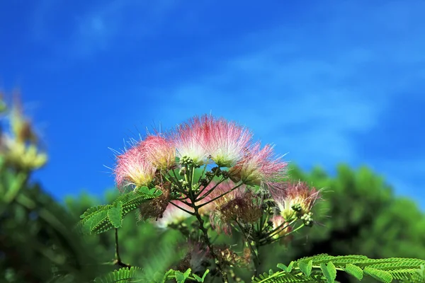 Mimosa Albizia julibrissin — Foto de Stock