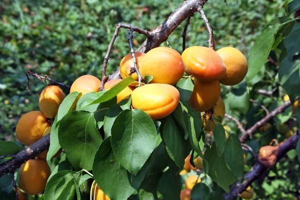 Albaricoques maduros en una rama de árbol —  Fotos de Stock