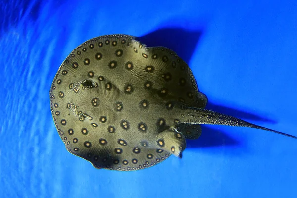 Grande Stingray tachetée — Photo