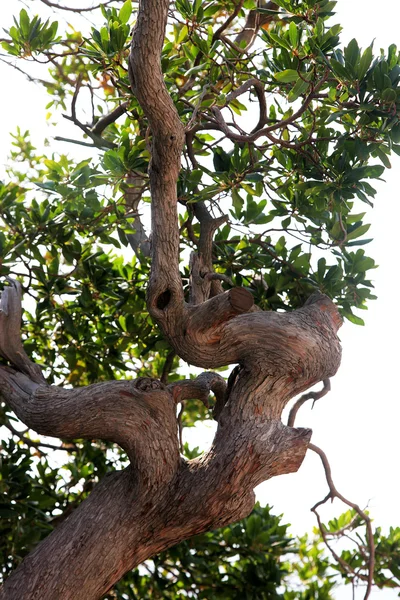 Eski bükülmüş gövde ağacıyla — Stok fotoğraf