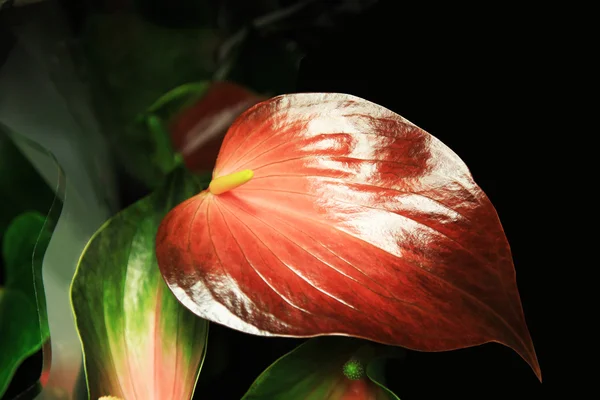 Bela flor - Spathiphyllum — Fotografia de Stock