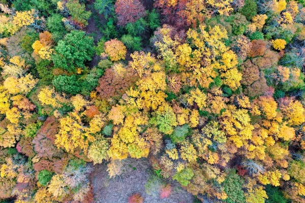 Widok Powietrza Drzewa Jesienią — Zdjęcie stockowe